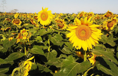 El Chaco productivo transita una de sus mejores campañas agrícolas