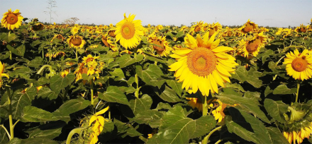 Girasol.jpg