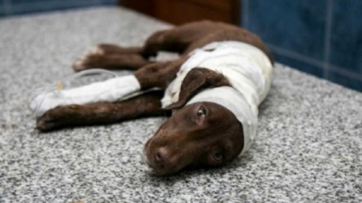Detienen a un sospechoso de haber despellejado vivo al perro "Chocolate"
