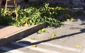 restos-poda.jpg