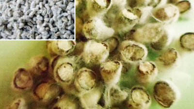 Semilla fiscalizada para siembra: la importancia de la certeza en la agricultura