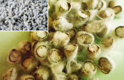 Semilla fiscalizada para siembra: la importancia de la certeza en la agricultura