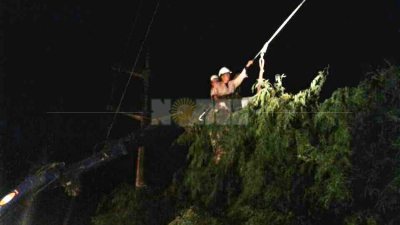 Talaron un algarrobo que dejó sin energía eléctrica a El Impenetrable