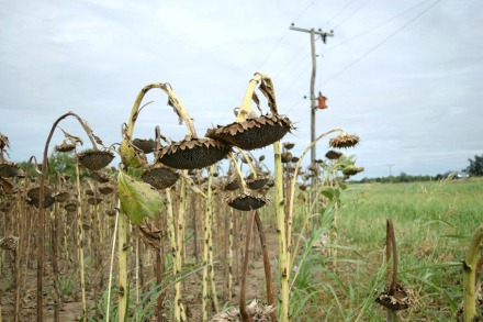 Girasol.jpg