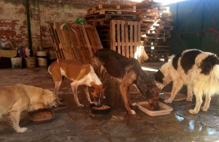 perros1.jpg