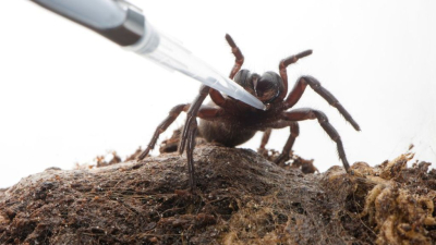 El veneno de una araña podría ayudar a las víctimas de un ictus