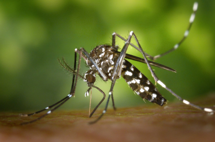dengue zika.jpg