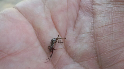 Brote de zika: 42 casos confirmados en Chaco y 31 casos probables de dengue
