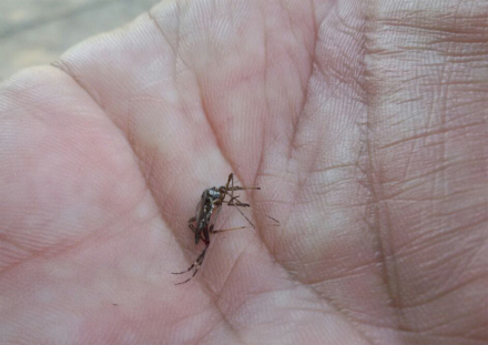 dengue.jpg