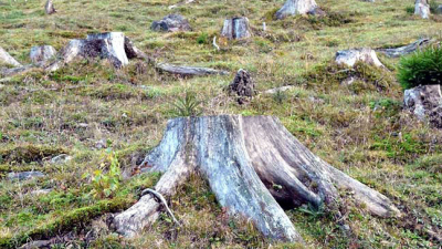 La deforestación: los bosques en peligro