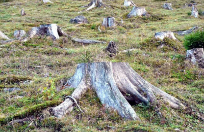 La deforestación: los bosques en peligro