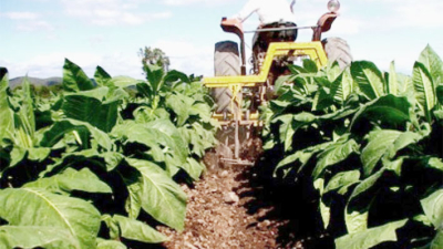 La caída en la producción del tabaco impacta en las economías regionales