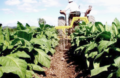 La caída en la producción del tabaco impacta en las economías regionales