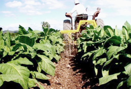 tabaco.jpg
