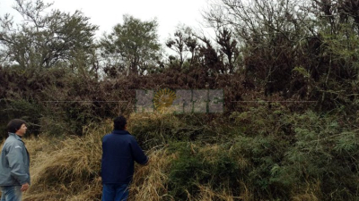 Controlan dos mangas de langostas en la zona norte de Pampa del Infierno