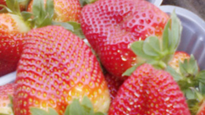La cosecha de frutilla arrancó con excelente calidad