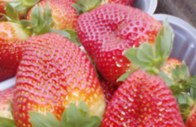 La cosecha de frutilla arrancó con excelente calidad