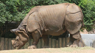 India: un parque nacional permite disparar contra cazadores furtivos
