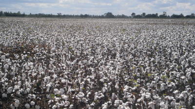 Chaco, la provincia con más potencial de la región en producción agrícola