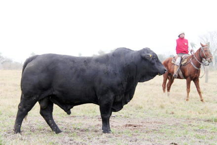 toro 4.jpg
