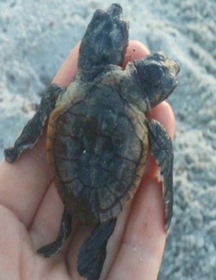 tortu2.jpg