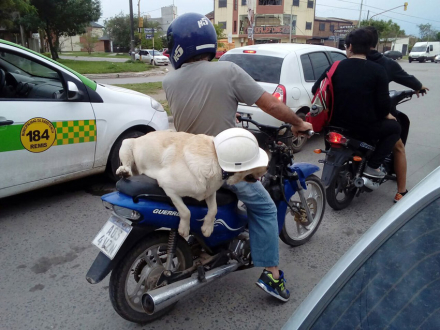 Rocco 2.jpg