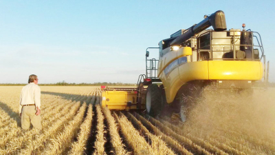 Con rindes dispares, arrancó la cosecha de trigo en el Chaco