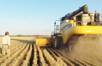 Con rindes dispares, arrancó la cosecha de trigo en el Chaco