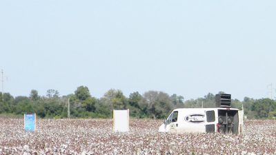 Brasil, modelo de producción que orienta a nuestro algodón