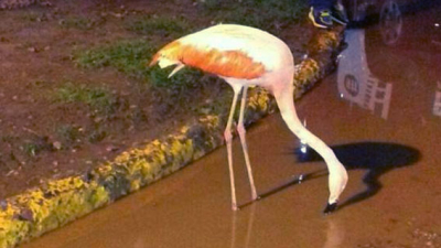 Insólito: encuentran un flamenco rosado en pleno centro de Charata