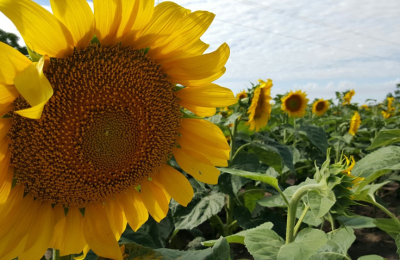 El girasol mantiene su protagonismo en el Chaco a la espera de nuevas lluvias