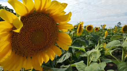 girasol.jpg