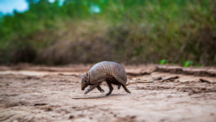armadillo.jpg