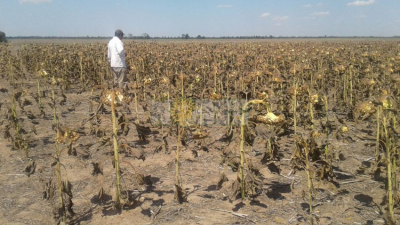 Es de Corzuela el lote primicia de girasol ganador del concurso organizado por varias bolsas y Asagir