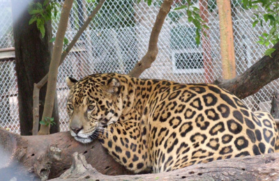 García asegura que se van a encontrar yaguaretés en el parque El Impenetrable