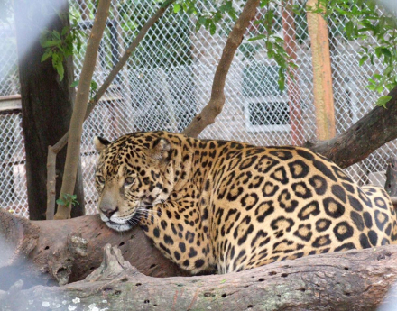YAGUARETE-DESCANSANDO.jpg