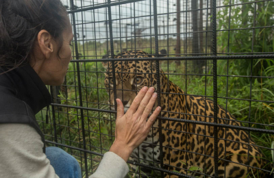 Una yaguareté llega al Iberá e ilusiona a toda la comunidad