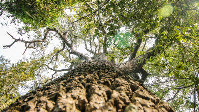 Día Internacional de los Bosques: avances y desafíos
