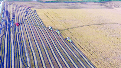 La innovadora receta de arroz con pacú se consolida en el Chaco con nuevos desafíos