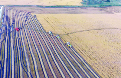 La innovadora receta de arroz con pacú se consolida en el Chaco con nuevos desafíos