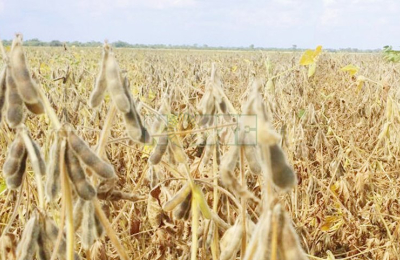 De la lluvia en esta semana depende la suerte de la campaña sojera en el Chaco