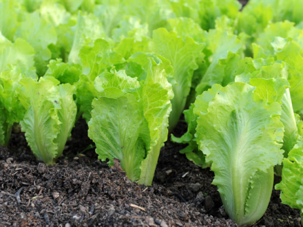 lechuga.jpg