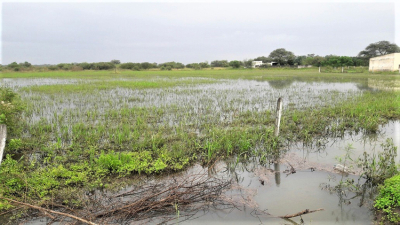 Santa Sylvina y Chorotis podrían ser declaradas en emergencia agropecuaria