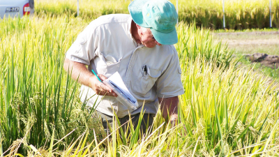 Corrientes se afianza como la principal productora de arroz