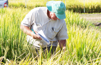 Corrientes se afianza como la principal productora de arroz