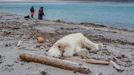oso asesinado.jpg