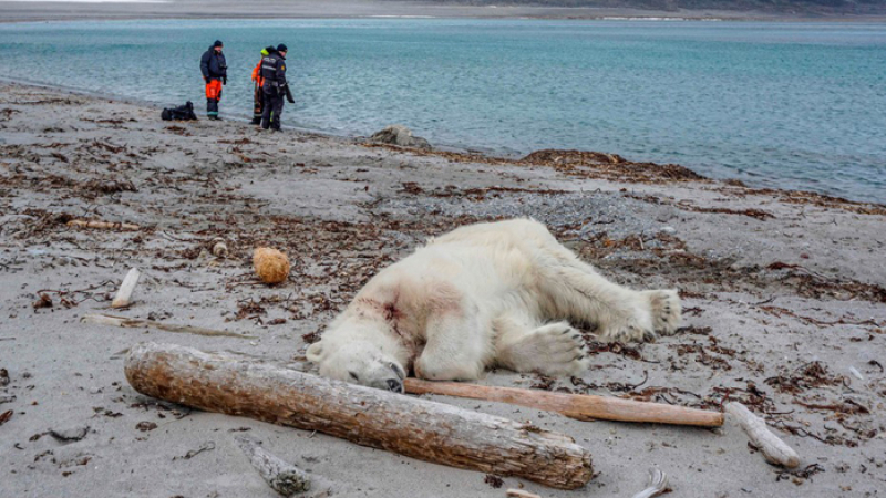 Matan en Noruega a un oso polar que atacó a un guía turístico