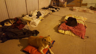 El centro de adopción de Huellas Caninas abre sus puertas para que las mascotas rescatadas encuentren un hogar