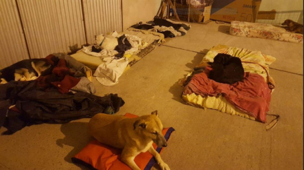 huellas caninas.JPG