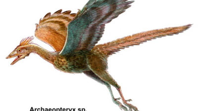 Prodigios emplumados: Las aves